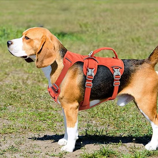 harnais pour chien beagle dans le parc
