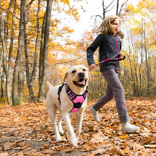 harnais pour chien golden marchant dans les feuilles fillettes