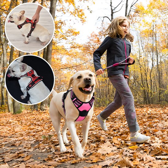 harnais pour chien golden marchant dans les feuilles