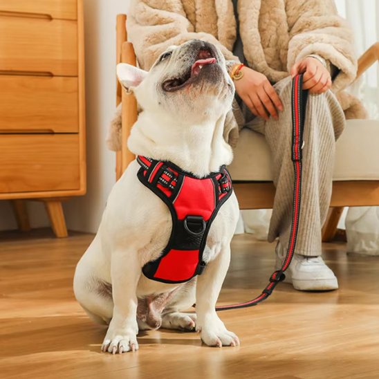 harnais pour chien pug dans la maison maitre