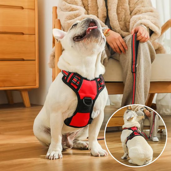 harnais pour chien pug dans la maison