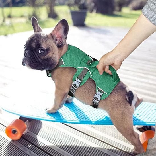 harnais pour chien pug sur planche a roulettes