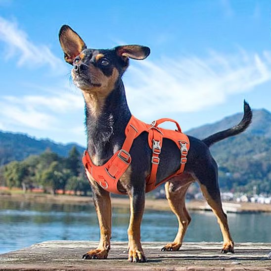 harnais pour chien sur le quai
