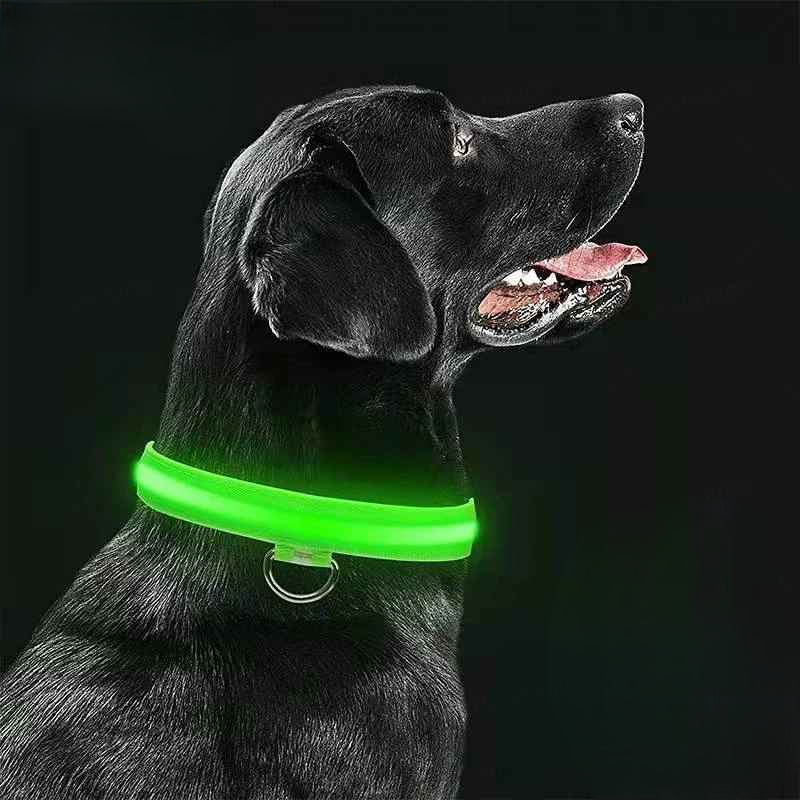 Chien collier lumineux labrador avec cable usb