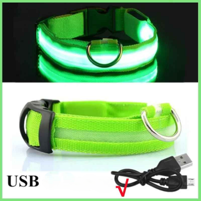 Chien collier lumineux vert