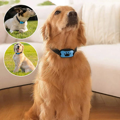 Collier de dressage avec chien dans le salon