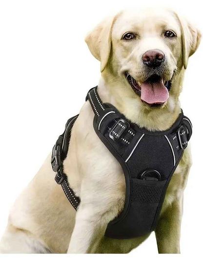 Harnais chien golden assis heureux