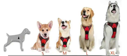 Harnais chien mesure avec quatre chien