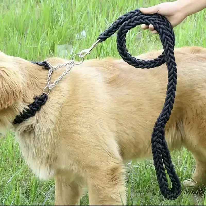 Laisse chien attacher gazon