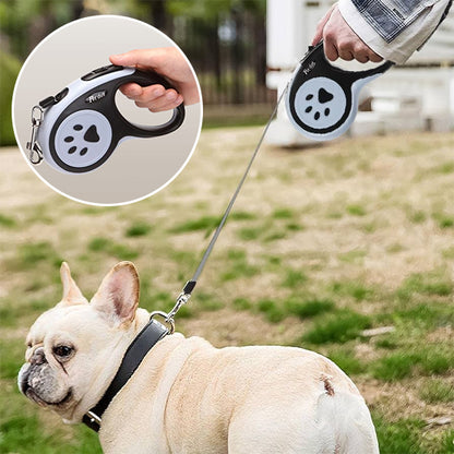 Laisse chien au camping