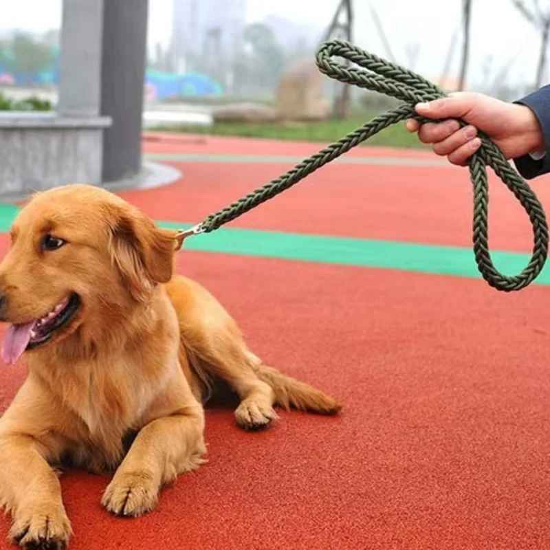 Laisse chien coucher terrain jeu