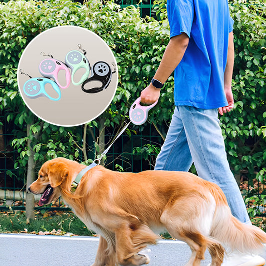 Laisse chien en promenade