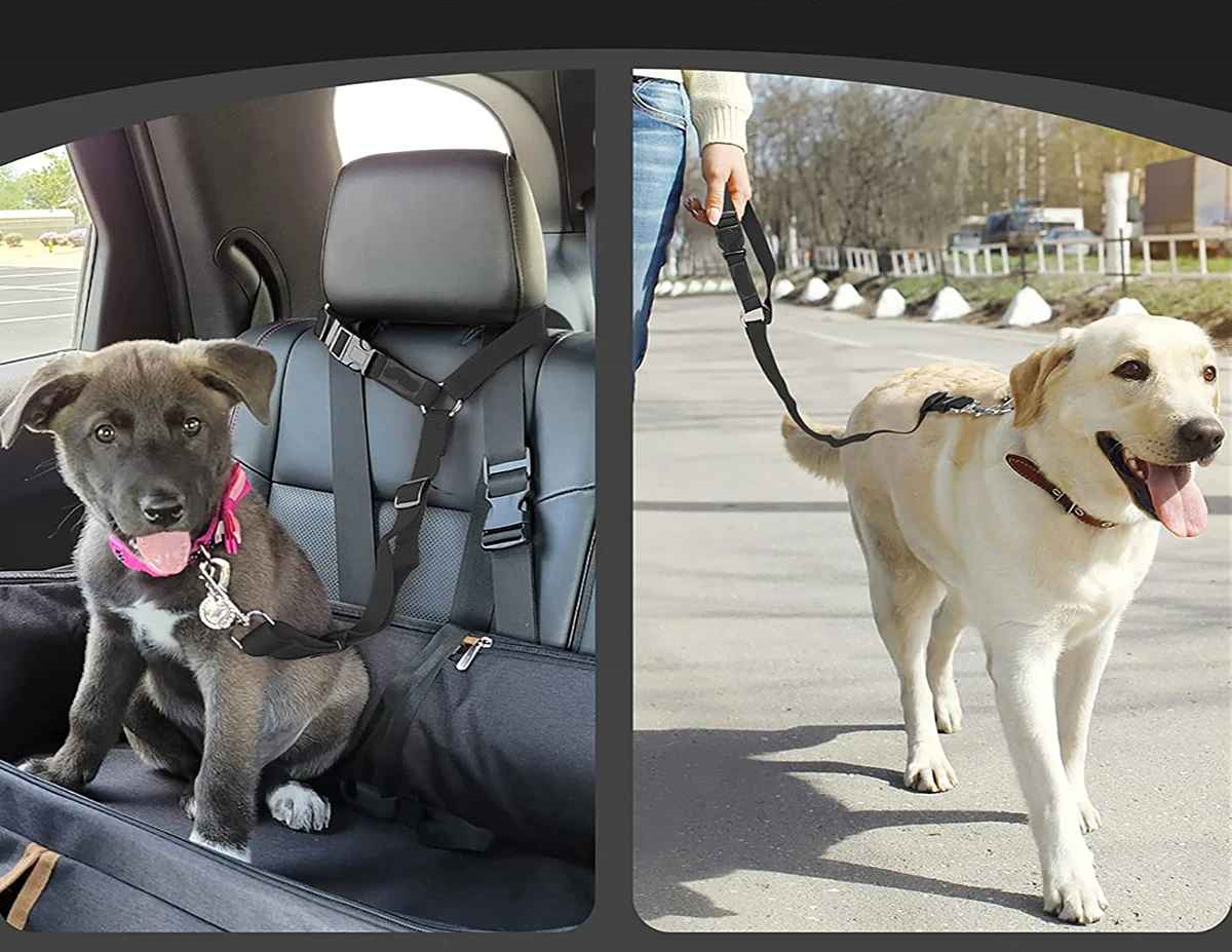 Laisse chien en voiture et en balade