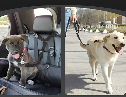 Laisse chien en voiture et en balade