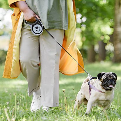 Laisse chien pug en balade