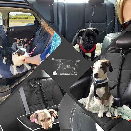 Laisse chien voiture voyage agreable