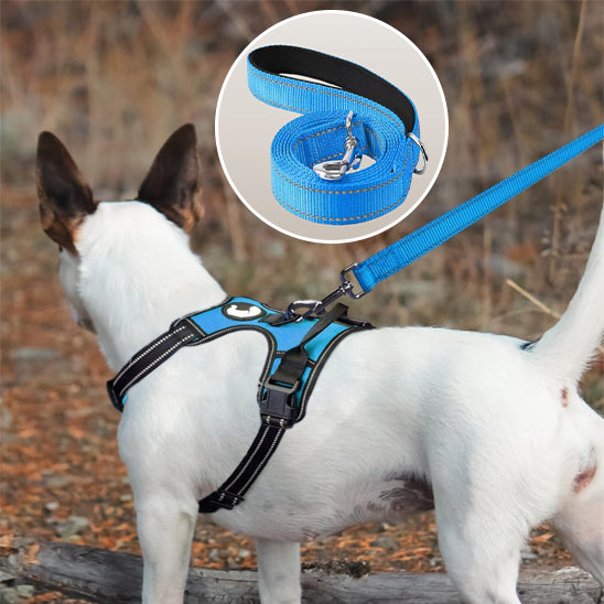 Laisse pour chien a l_automne