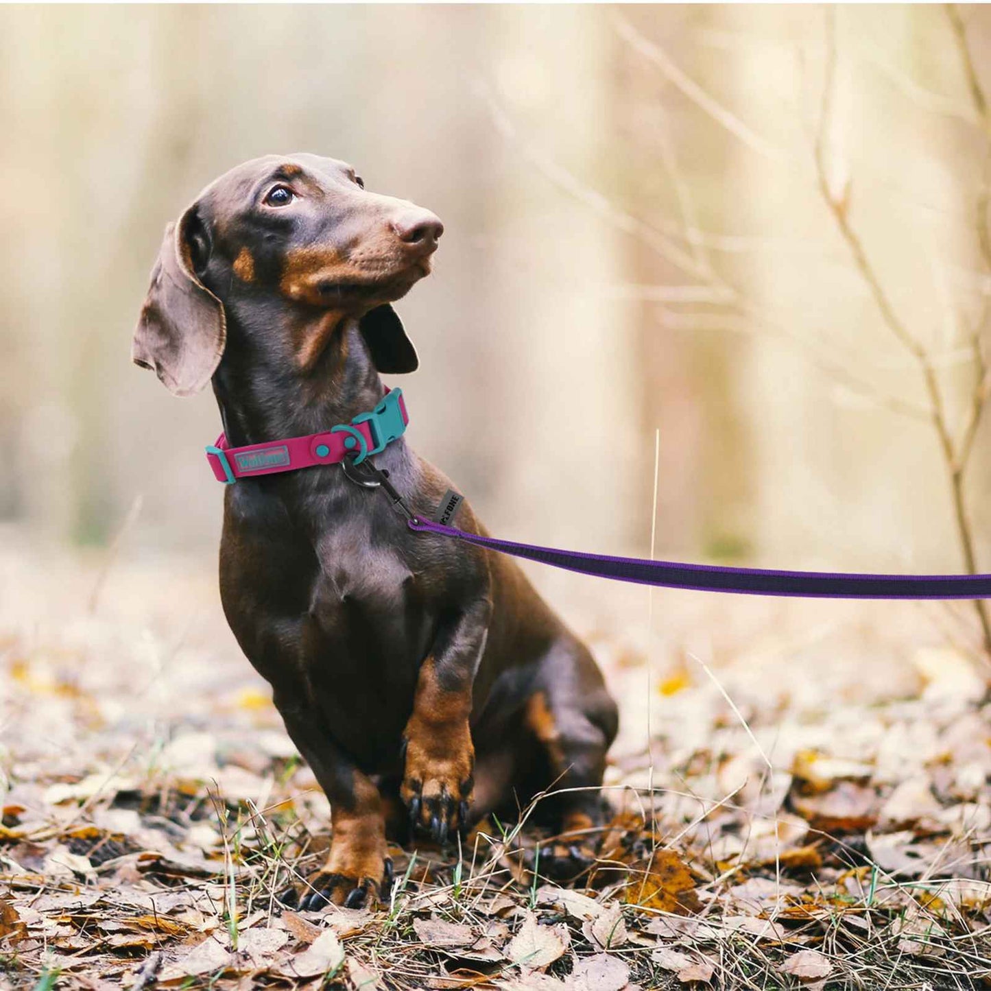 Laisse pour chien avec chien en nature