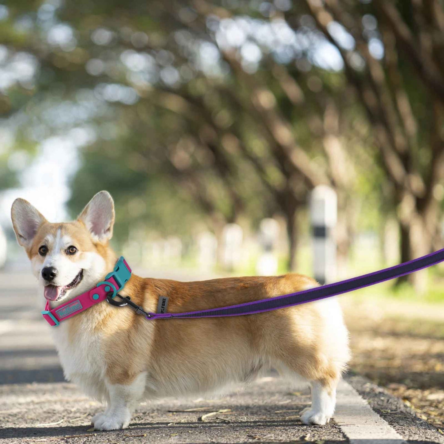 Laisse pour chien avec chien en promenade en ville