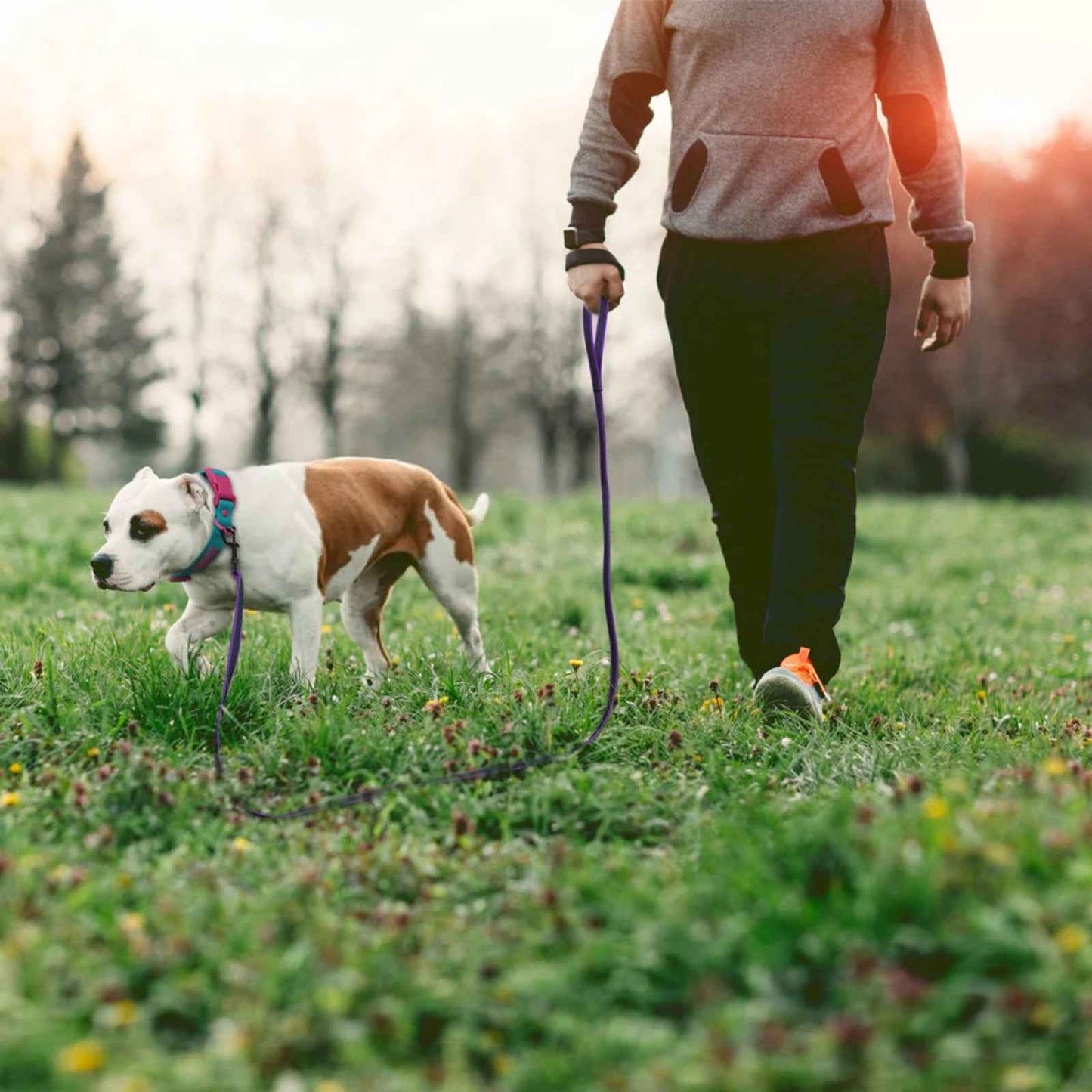 Laisse pour chien avec chien et personne en provence