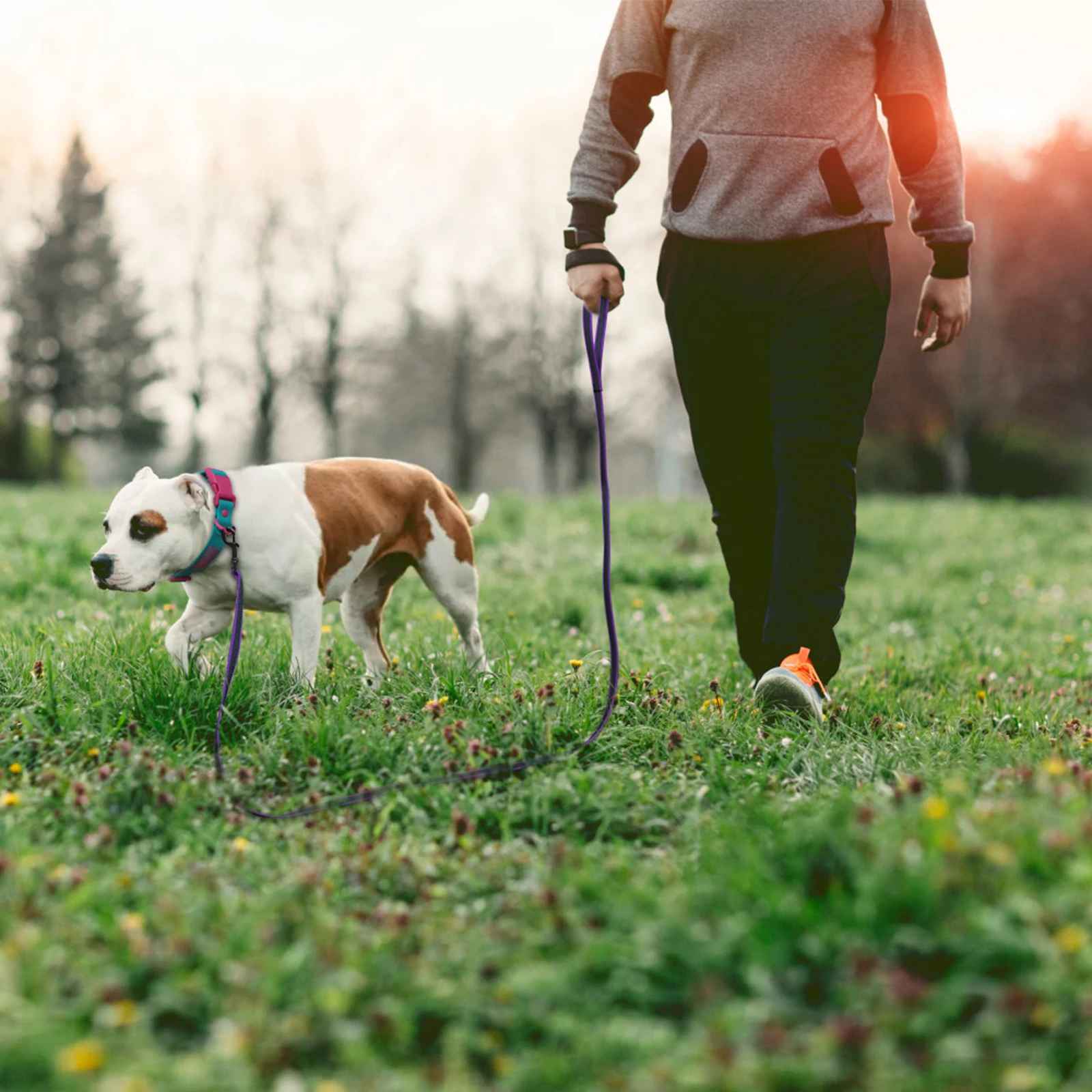 Laisse pour chien avec chien et personne en provence