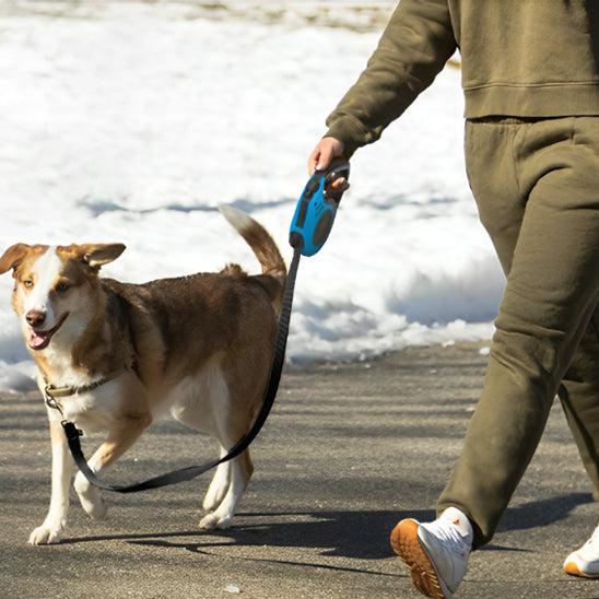 Laisse pour chien enrouleur avec chien brun et homme a la marche