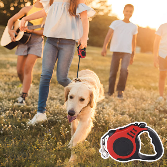 Laisse pour chien enrouleur avec chien dans la cour avec amis