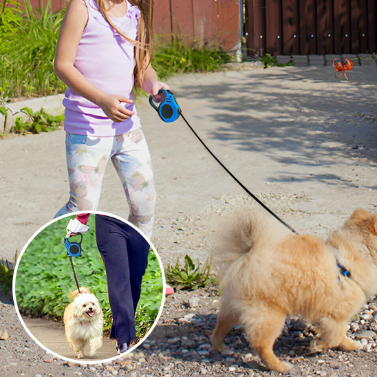 Laisse pour chien enrouleur avec chien dans la cour et photo