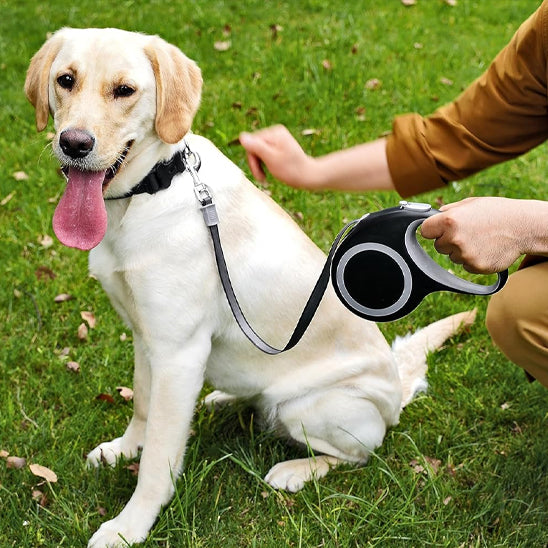 Laisse pour chien gris avec chien gris
