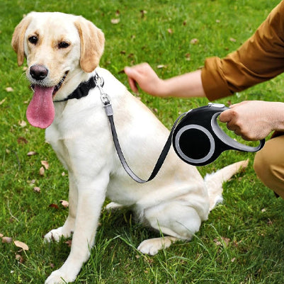 Laisse pour chien gris avec chien gris