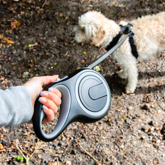 Laisse pour chien gris en randonne
