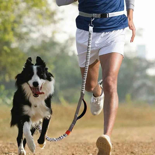Laisse pour chien | Main libre