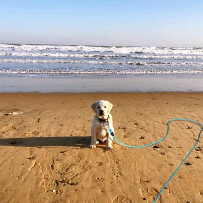Longe pour chien a la plage