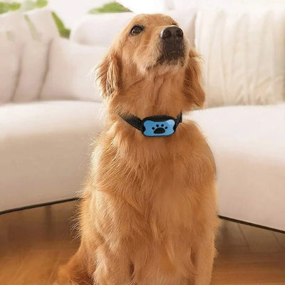 Chien assis avec collier anti aboiement 