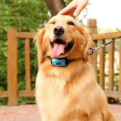 Chien dans la cour avec collier anti-aboiement pour Chien
