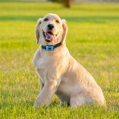 Chien dans le gazon avec collier anti aboiement pour chien