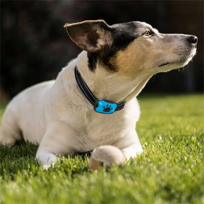 Chien enjoué avec collier anti aboiement pour Chien