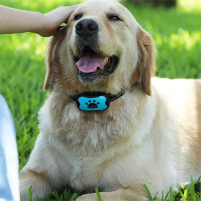 Chien golden coucher avec collier anti aboiement pour Chien
