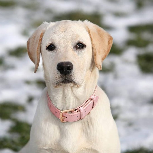 collier chien golden blanc mignon