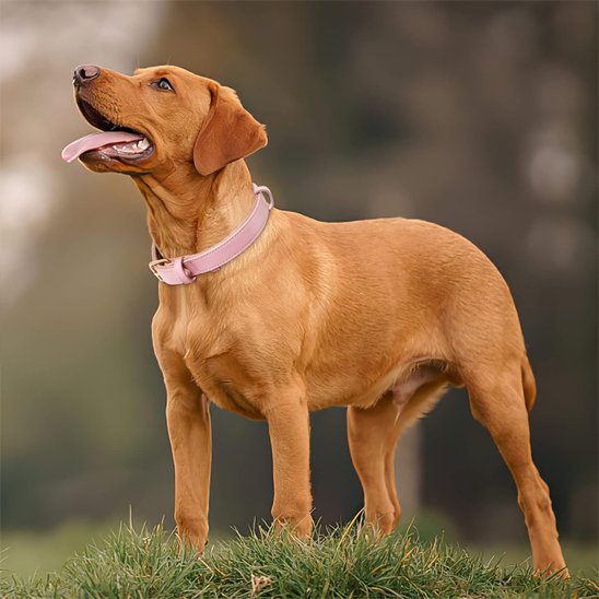 collier chien golden brun mignon