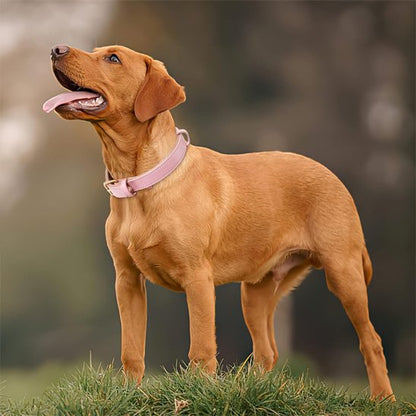 collier chien golden brun mignon