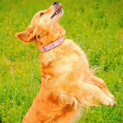 collier chien golden sautant dans le gazon
