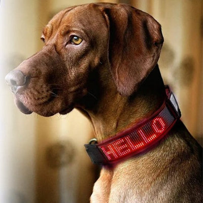 Collier chien lumineux au garde a vous