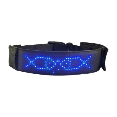 collier chien lumineux bleu