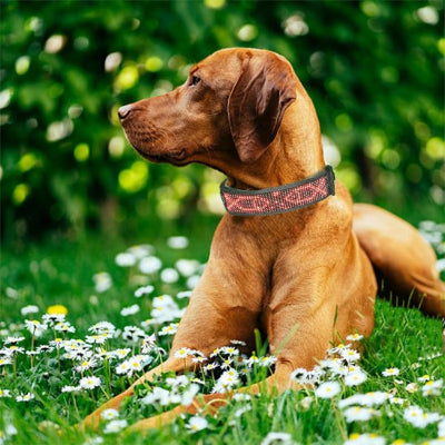 Collier chien lumineux dans le gazon