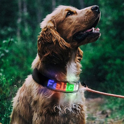 Collier chien lumineux en laisse