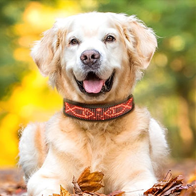 Collier chien lumineux en promenade