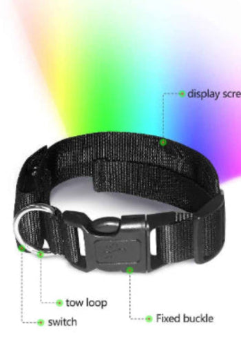 collier chien lumineux info