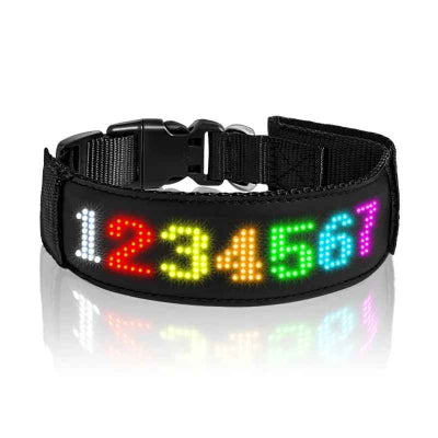 collier chien lumineux multi