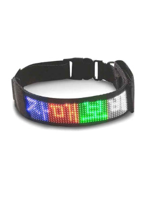 collier chien lumineux section